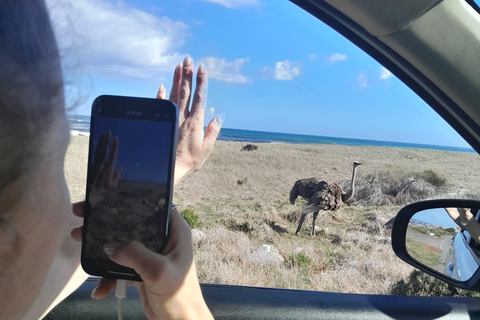 Robben Island, Penguins & Cape of Good Hope Adventure