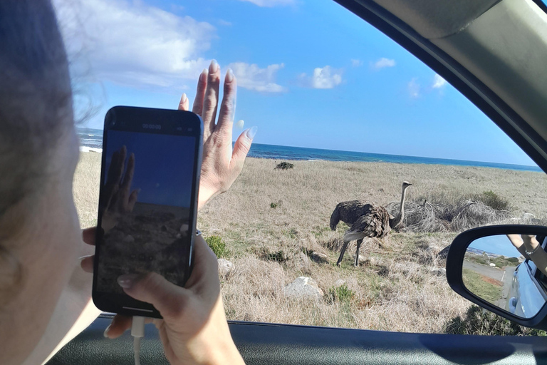 Robben Island, Penguins & Cape of Good Hope Adventure