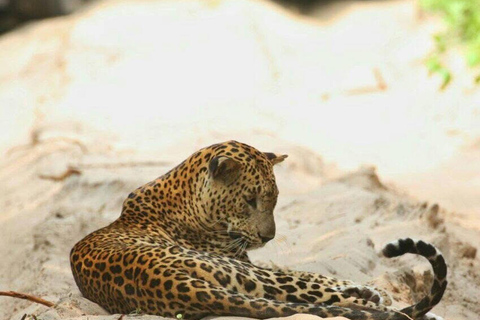 Responsible Wilpattu National Park Jeep Safari from Colombo Wilpattu National Park Half Day Safari from Colombo/Negombo