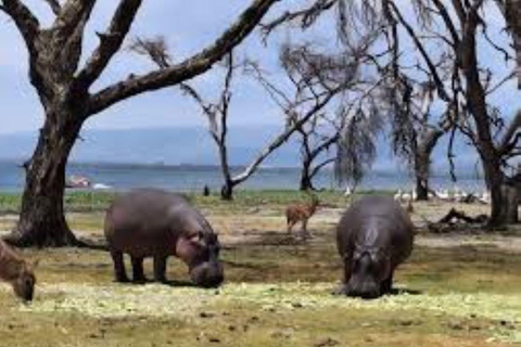 Lake Nakuru National Park Day Trip From Nairobi Lake Nakuru National Park From Nairobi