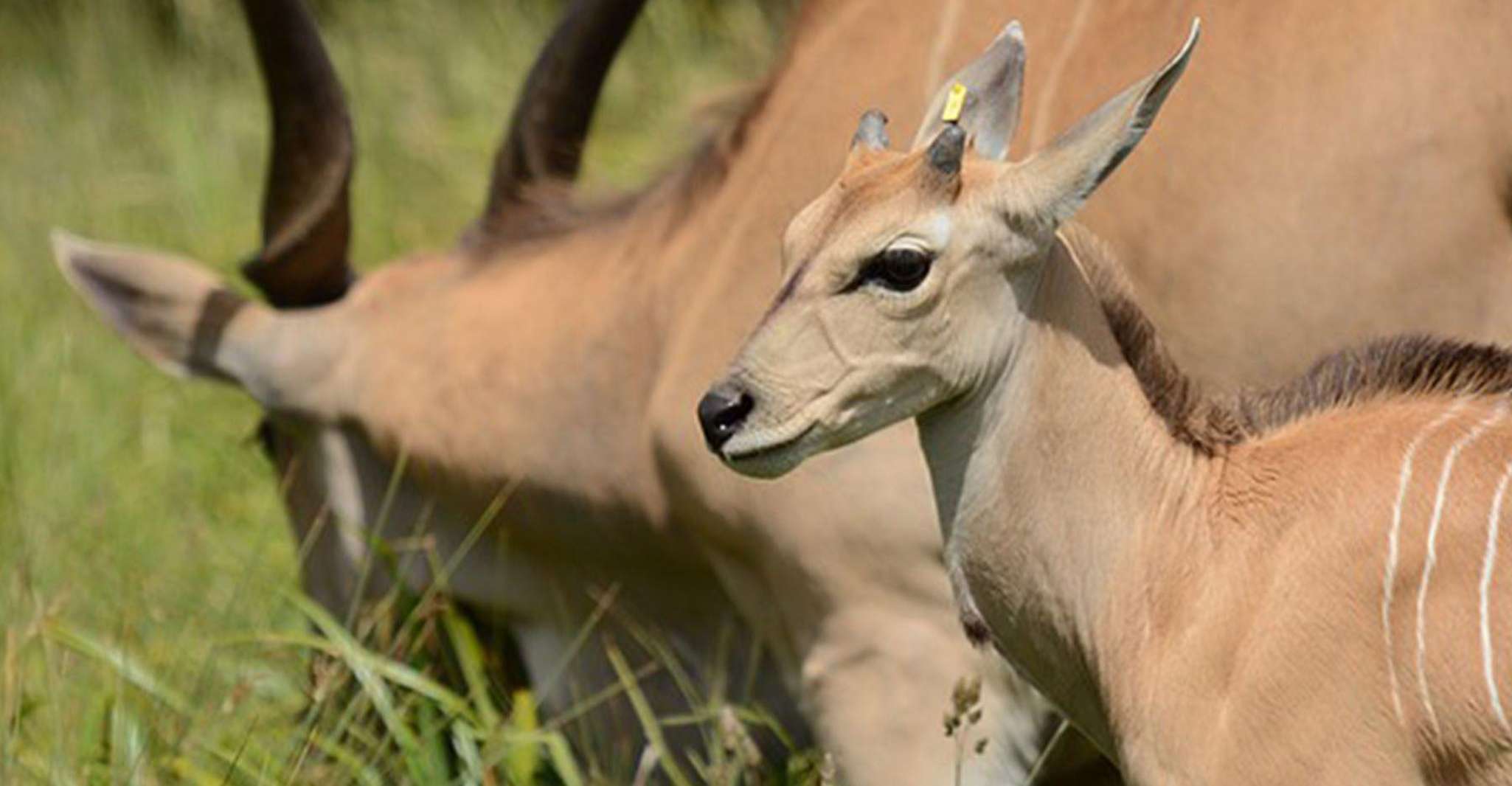 5 Days / 4 Nights Joining Safari - Housity