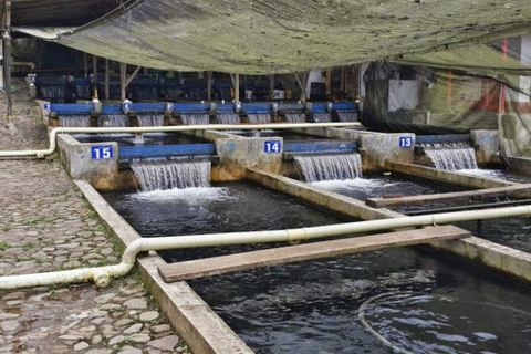 MEDELLIN: DAWN GARDEN TOUR WITH VISIT TO BETANIA - 2 DAYS AND 1 NIGHT