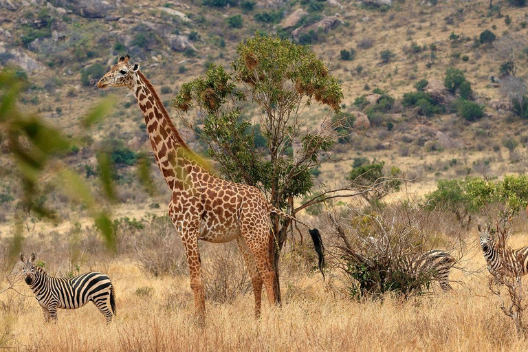 Mombasa: Übernachtungssafari nach Tsavo Ost vom Diani Beach aus