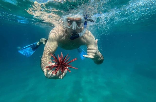 Premium Private Maui Snorkel Adventure with Turtles + Picnic