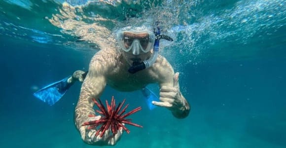 Premium Private Maui Snorkel Adventure with Turtles + Picnic