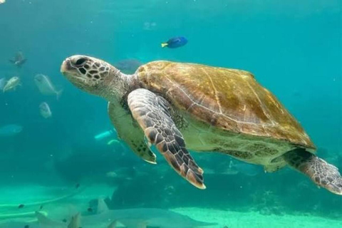 Zanzibar: Swim with Sea Turtles at Nungwi Lagoon Hotel Transfer Within Northern Zanzibar