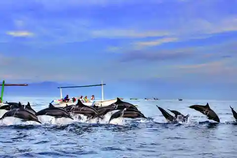 lovina bali: osservazione dei delfini, cascata e pranzo locale