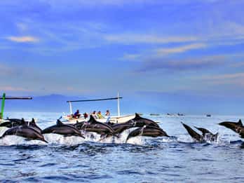 lovina bali: Dolphin watching, waterfall and local lunch