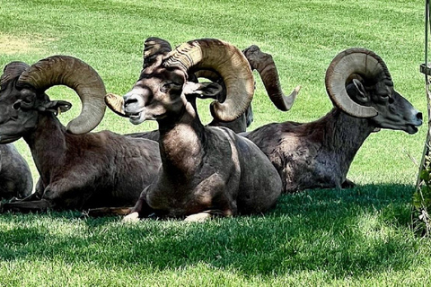 Von Las Vegas aus: Hoover Dam, Boulder City und 7 Magic Mountains