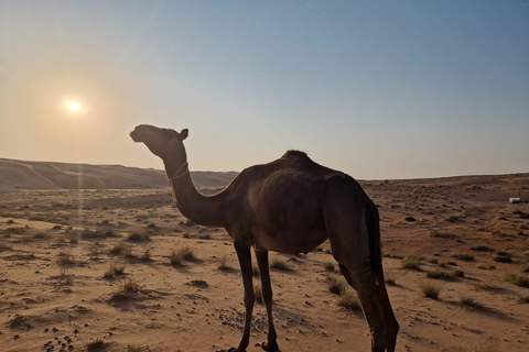 从马斯喀特出发：全天游览瓦希巴金沙和巴尼-哈立德谷