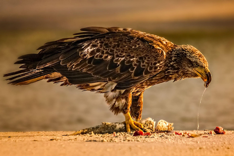 From Kuala Lumpur: Kuala Selangor Firefly Cruise & Dinner