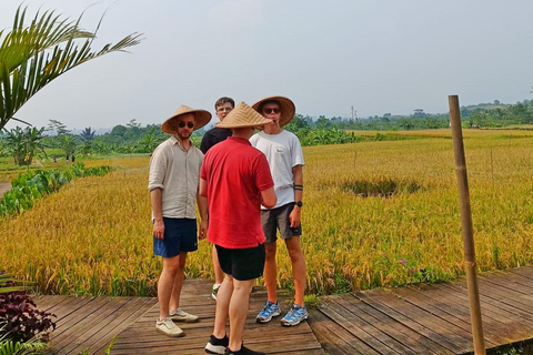 Jakarta Bogor Botanisk trädgård, risterrass och vattenfall