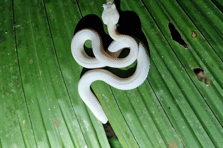 Puerto Viejo: Wildlife Night Tour in the Jungle