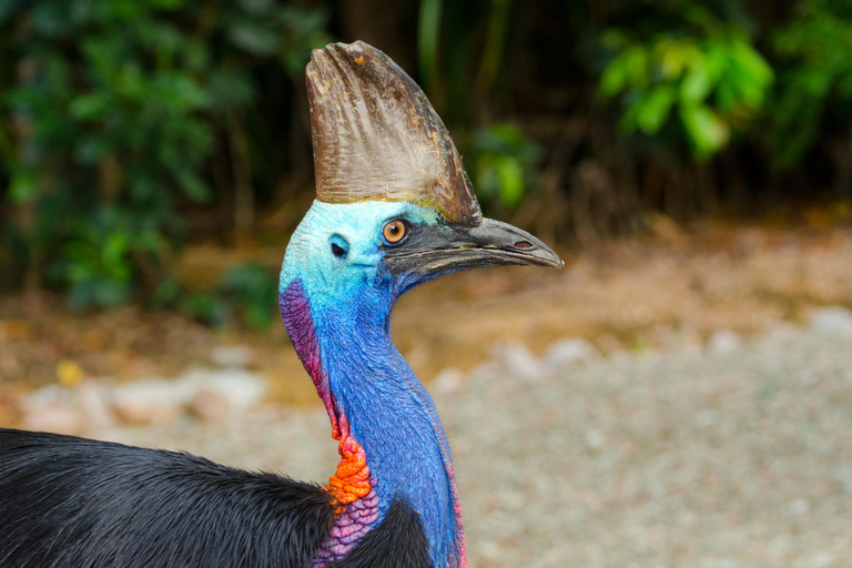 Parque Paronella: Tour diurno e noturno com vida selvagem e floresta tropical