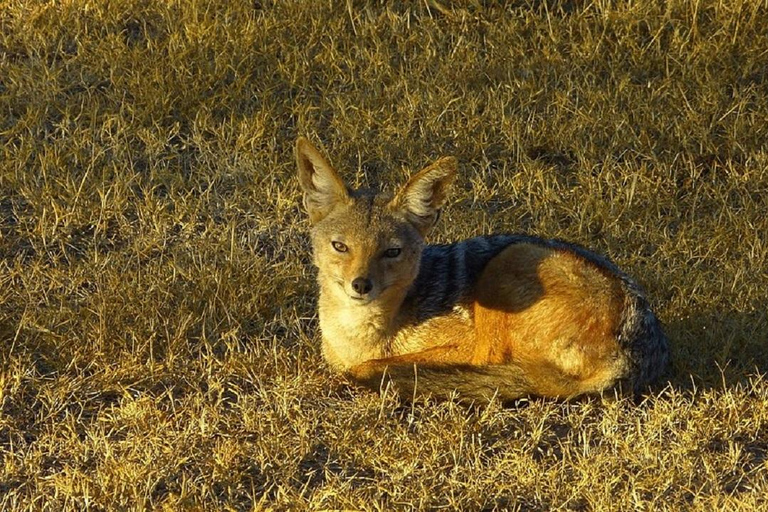 Nairobi: Ol Pejeta Conservancy Day Trip with Game Drives