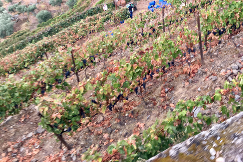 Porto to Douro Valley Private tour in a 4x4 like a native Privat tour Offroad Douro Valley