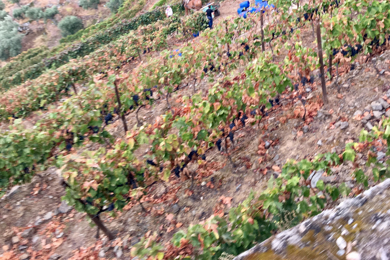 Porto to Douro Valley Private tour in a 4x4 like a native Privat tour Offroad Douro Valley