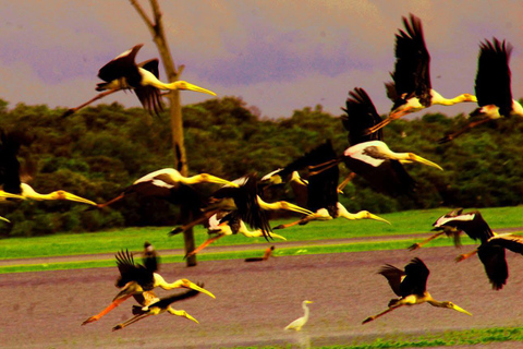 Talangama Wetlands Birdwatching & Local Village Experience