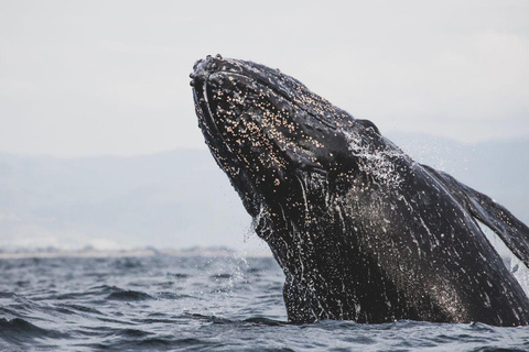 Whale Watching in La Paz – Gray Whale Encounter