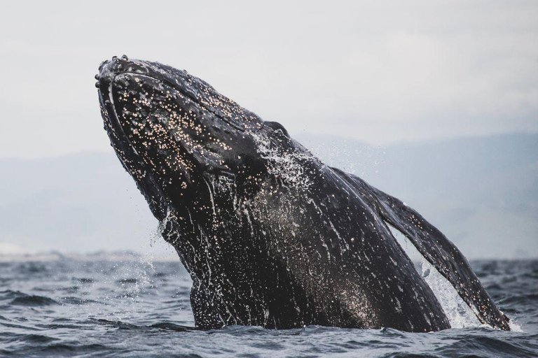 Whale Watching in La Paz – Gray Whale Encounter