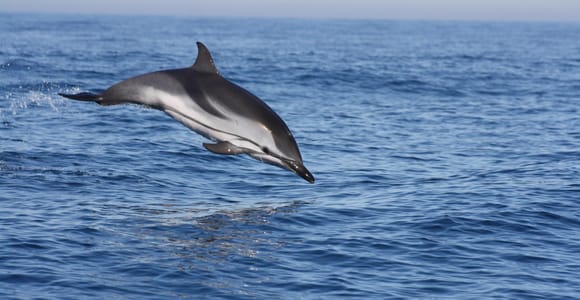 Sesimbra: Dolphin Watching with a Local Marine Biologist