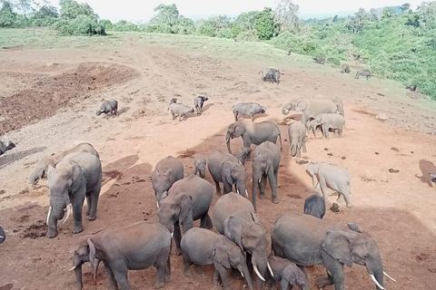 Nyeri: Aberdare National Park Safari with Guide