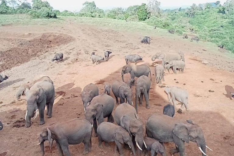 Nyeri: Aberdare National Park Safari with Guide