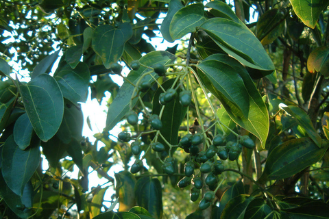 Zanzibar Stone Town, Prison Island & Spice Tour with lunch Group Zanzibar Stone Town, Prison Island & Spice with lunch