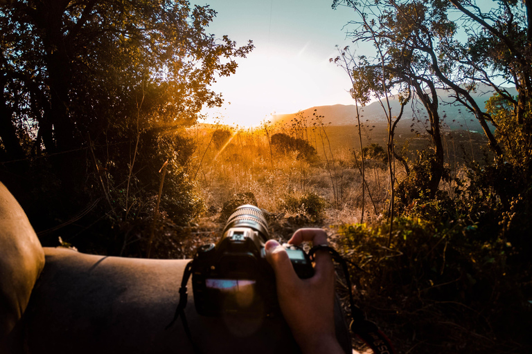 Radżastan: Prywatne safari jeepem w Parku Narodowym Ranthambore