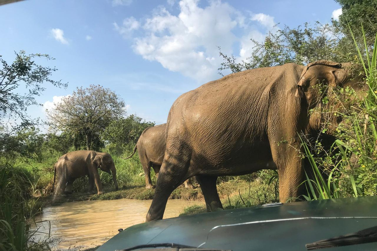 Sri Lanka: 8-daagse rondreis vanaf de luchthaven Katunayake