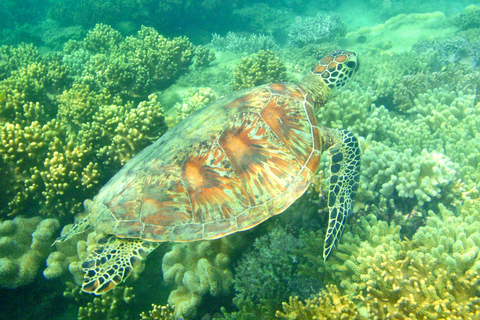 Port Douglas:Half Day Low Island and Lagoon Snorkelling Tour