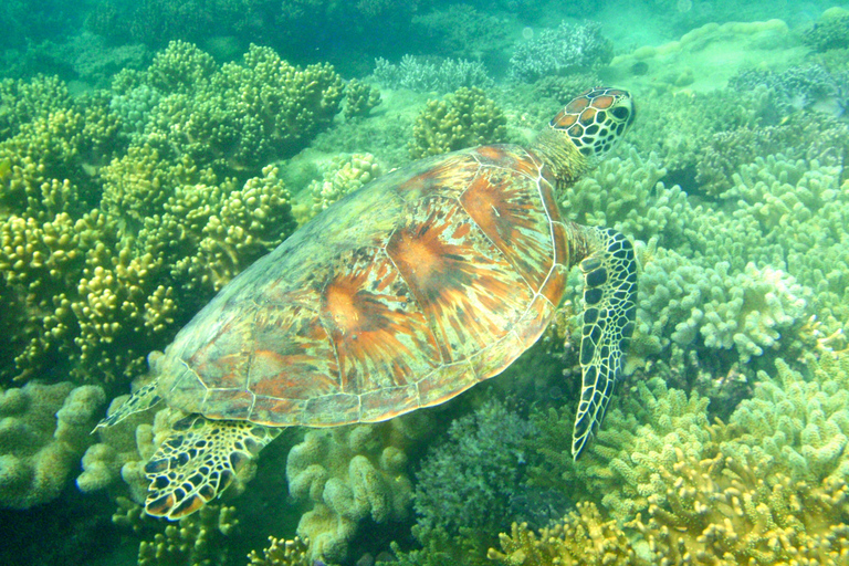 Port Douglas:Half Day Low Island and Lagoon Snorkelling Tour