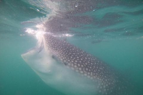 Small group Whale Shark snorkeling in La Paz, BCS, Mexico