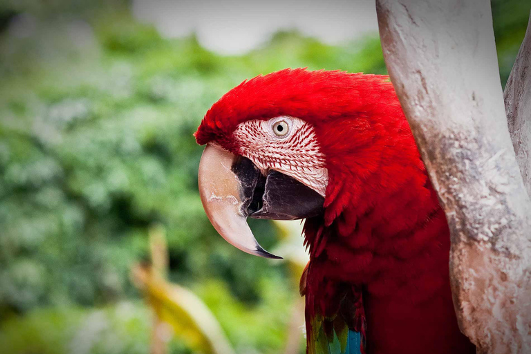 Tambopata: 3-Hour Macaw and Parrot Clay Lick Tour
