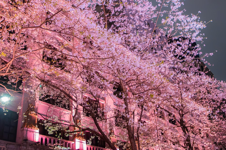 Tokyo: Art Aquarium & "Yozakura" Night Walk Experience