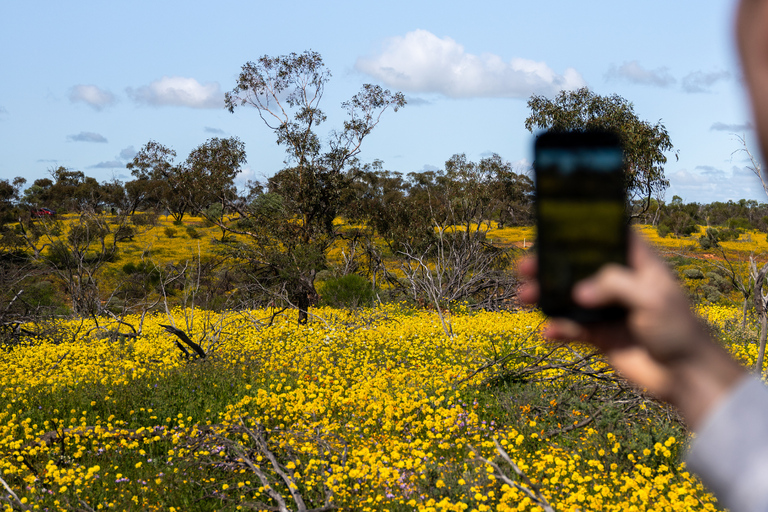 Follow the wildflower trail from Perth to New Norcia