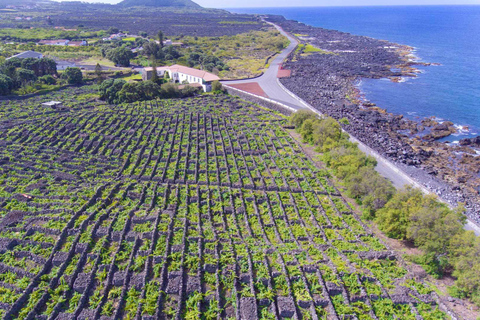 Isola di Pico: tour del vino e dei vigneti con degustazioneIsola di Pico: tour dei vigneti e delle cantine con degustazione