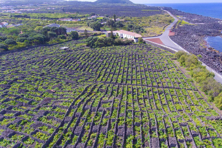 Isola di Pico: tour del vino e dei vigneti con degustazioneIsola di Pico: tour dei vigneti e delle cantine con degustazione