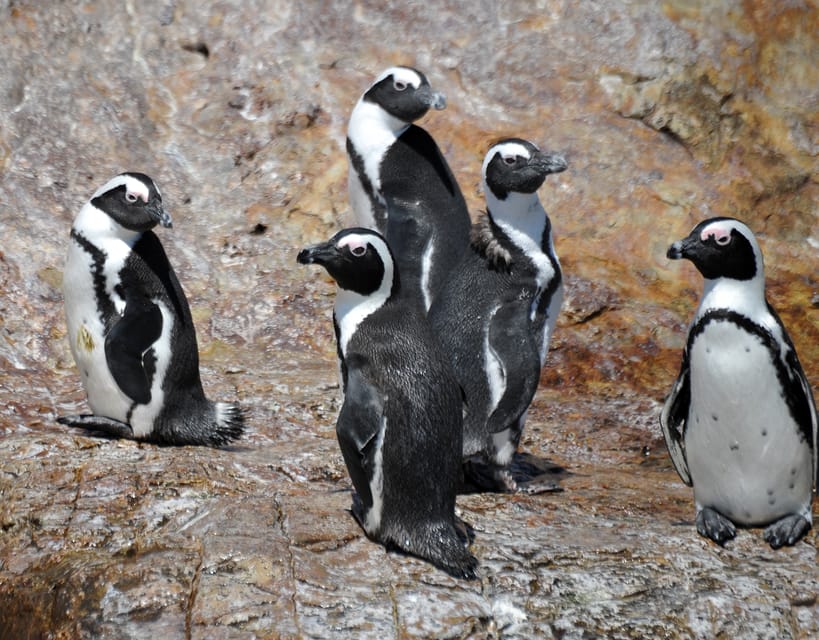 Cape Town: Gansbaai Eco-Friendly Shark Cage Diving Cruise | GetYourGuide