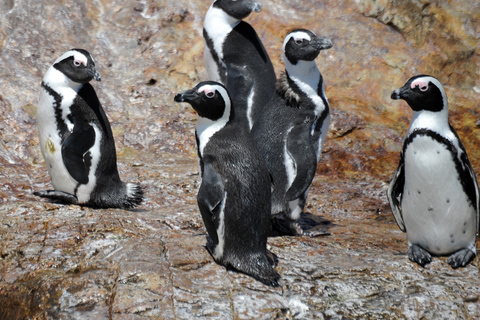 Cape Town: Gansbaai Eco-Friendly Shark Cage Diving CruiseTour with Meeting Point