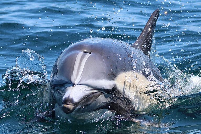 Newport Beach: Whale and Dolphin-Watching Cruise