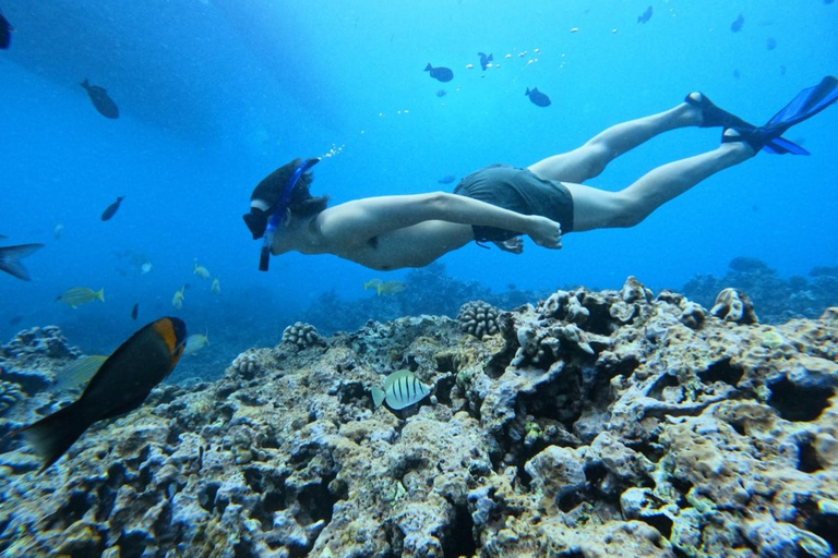 Waikiki : Visite en petit groupe du Turtle Canyon avec masque et tuba