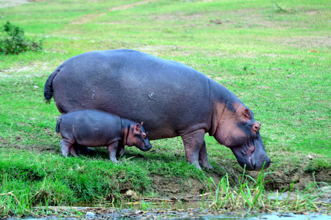 恩德培/坎帕拉：3日莫西森瀑布之旅与犀牛追踪