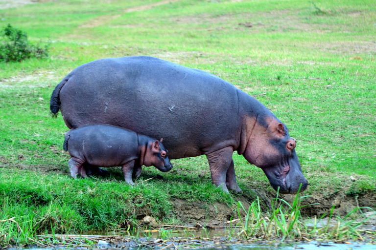 恩德培/坎帕拉：3日莫西森瀑布之旅与犀牛追踪