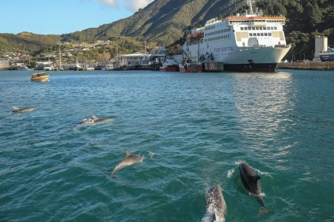 Wellington y Picton: Ferry InterislanderFerry de Wellington a Picton