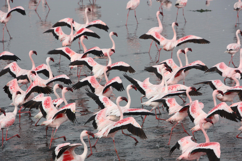 Walvis Bay: Excursão ao Pelican Point Seal e ao Sandwich Harbour