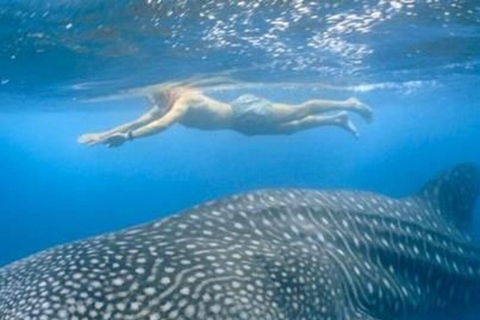 Zanzibar: Mafia Island Whale Shark Day Trip from Zanzibar Private tour