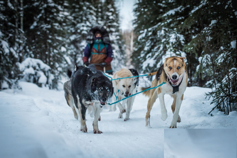 Fairbanks: Mush auf dem historischen Yukon Quest Trail