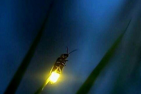 Puerto Princesa: Firefly Watching Tour