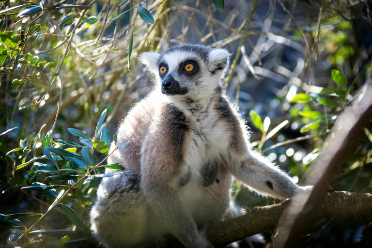 Depuis Hammamet/Nabeul : Excursion au parc animalier de FriguiaAu départ de Hammamet/Nabeul : Excursion au parc animalier de Friguia